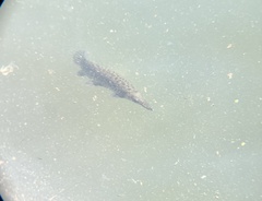 Atractosteus spatula