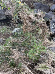 Sophora chrysophylla