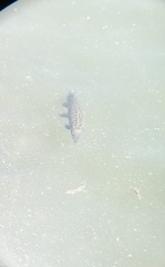 Atractosteus spatula