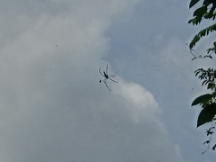 Nephila pilipes
