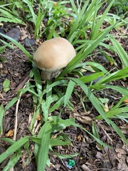 Macrocybe