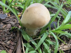 Macrocybe
