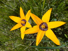 Pauridia canaliculata