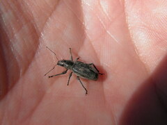 Brachyderes incanus