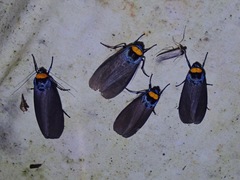 Macrobrochis staudingeri