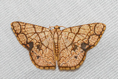 Heterostegane subtessellata