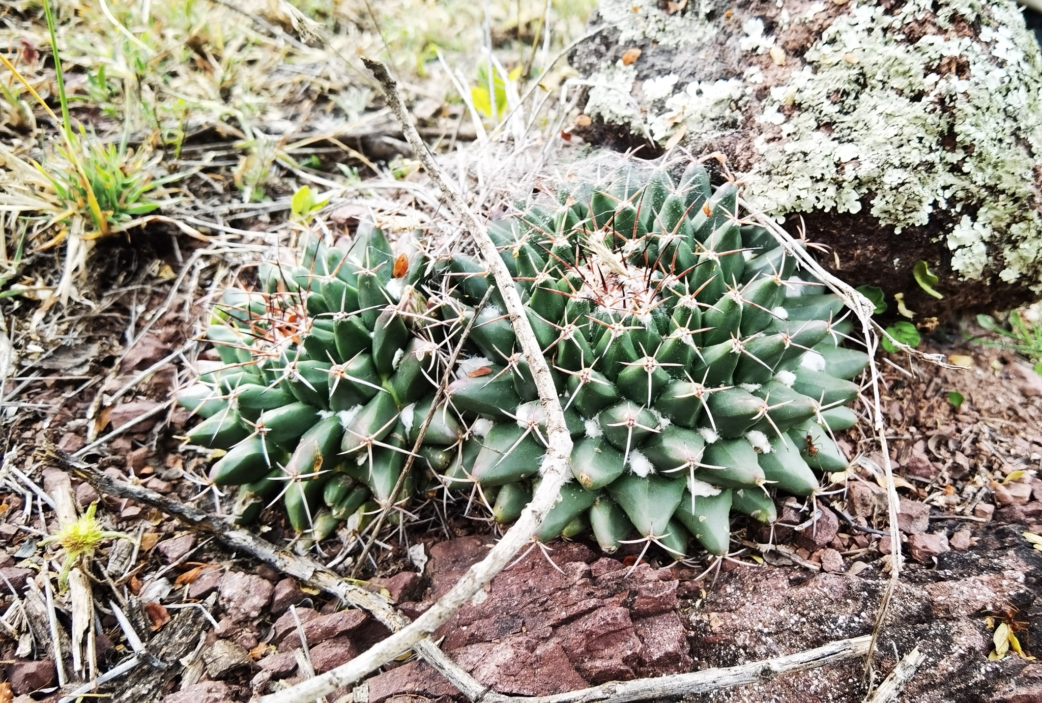 Mammillaria roseoalba