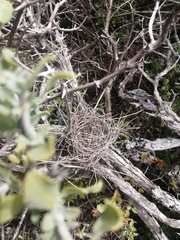 Oena capensis capensis