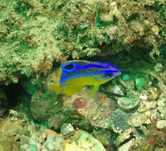 Mecaenichthys immaculatus