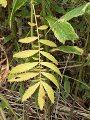 Agrimonia parviflora