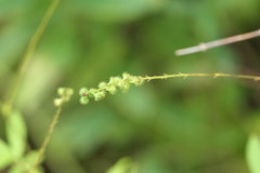 Agrimonia parviflora