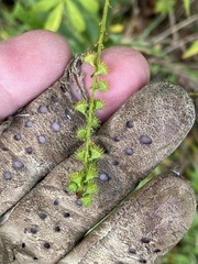 Agrimonia parviflora