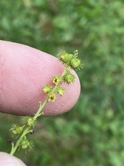 Agrimonia parviflora