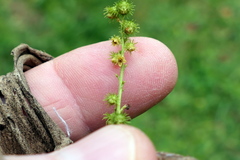 Agrimonia parviflora