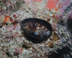 Monetaria caputophidii