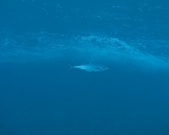 Scomberoides lysan