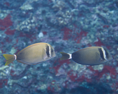 Acanthurus leucopareius