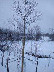 Ulmus thomasii