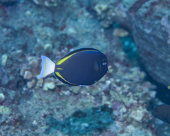 Acanthurus nigricans