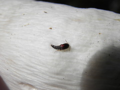 Sepedophilus marshami