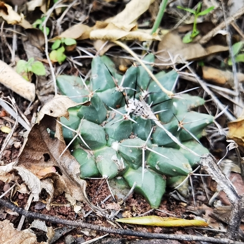 Mammillaria roseoalba