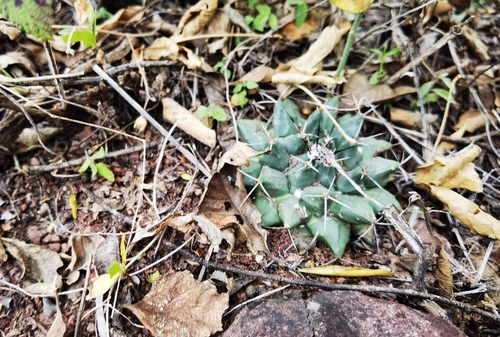 Mammillaria roseoalba