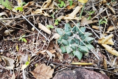 Mammillaria huntiana