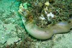 Gymnothorax prasinus