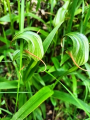 Pterostylis patens