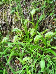 Pterostylis patens