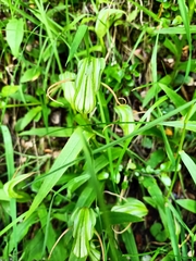 Pterostylis patens