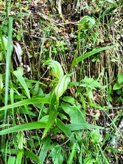 Pterostylis patens