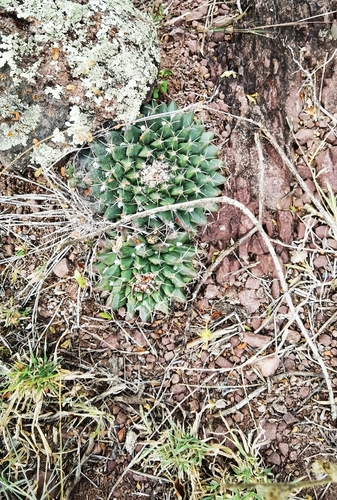 Mammillaria roseoalba