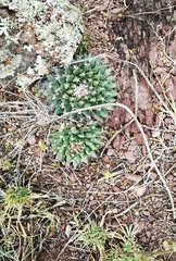 Mammillaria huntiana