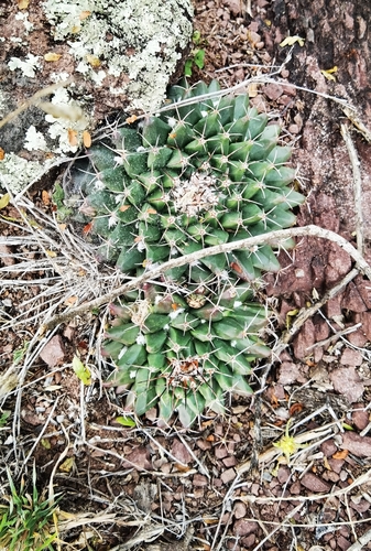 Mammillaria roseoalba