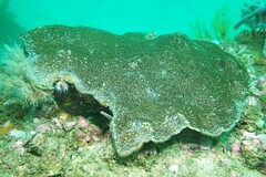 Coscinaraea mcneilli