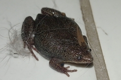 Elachistocleis bicolor