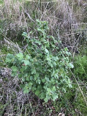 Ribes indecorum