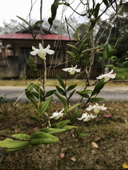 Dendrobium crumenatum