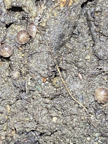 Velvety Pill Woodlouse photo 3