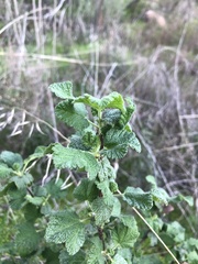 Ribes indecorum