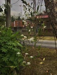 Dendrobium crumenatum