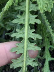 Emmenanthe penduliflora penduliflora