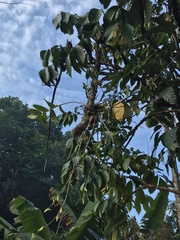 Dendrobium crumenatum