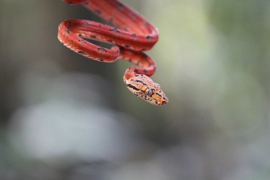 Neotropical Tree Boas