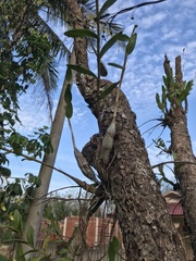 Dendrobium crumenatum