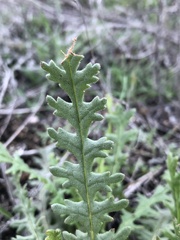 Emmenanthe penduliflora penduliflora