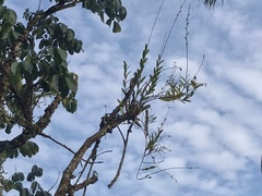 Dendrobium crumenatum