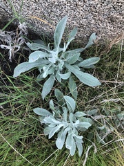 Pseudognaphalium microcephalum