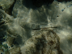 Platycephalus fuscus